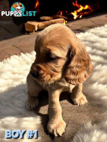 STUNNING COCKER SPANIEL PUPPIES  