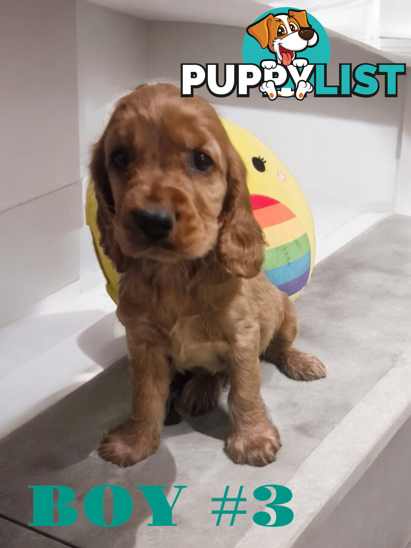 STUNNING COCKER SPANIEL PUPPIES  