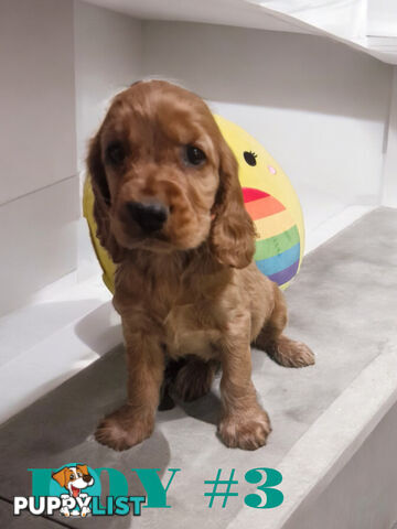 STUNNING COCKER SPANIEL PUPPIES  