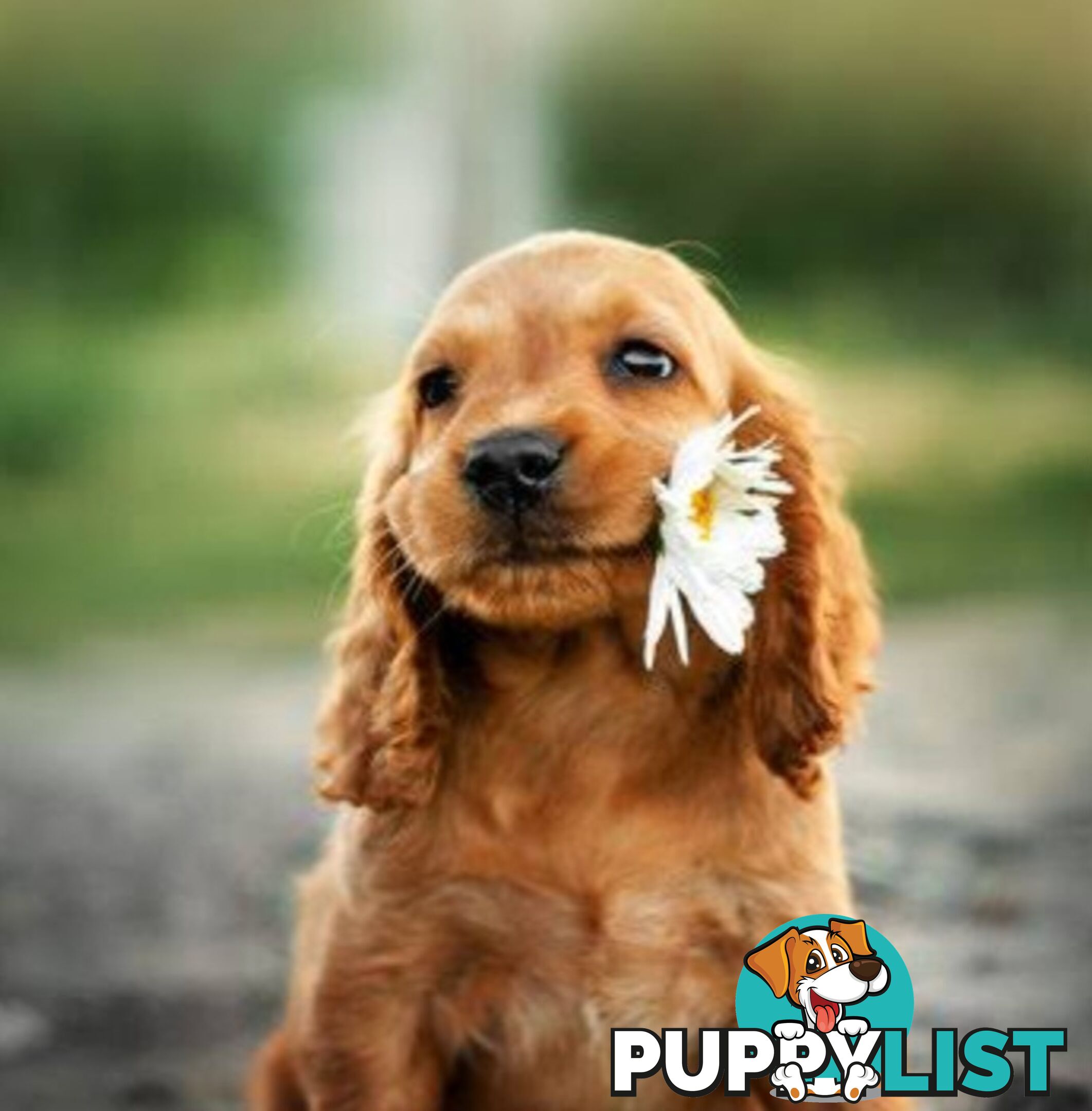 STUNNING COCKER SPANIEL PUPPIES  