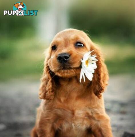 STUNNING COCKER SPANIEL PUPPIES  