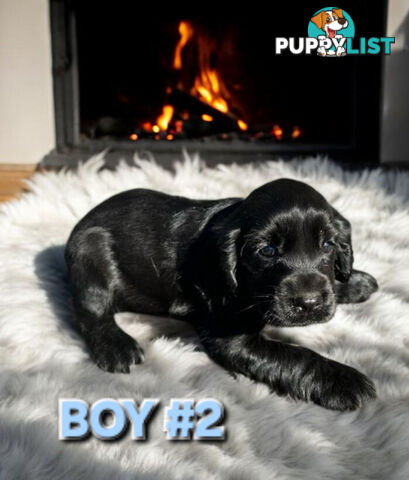 STUNNING COCKER SPANIEL PUPPIES  