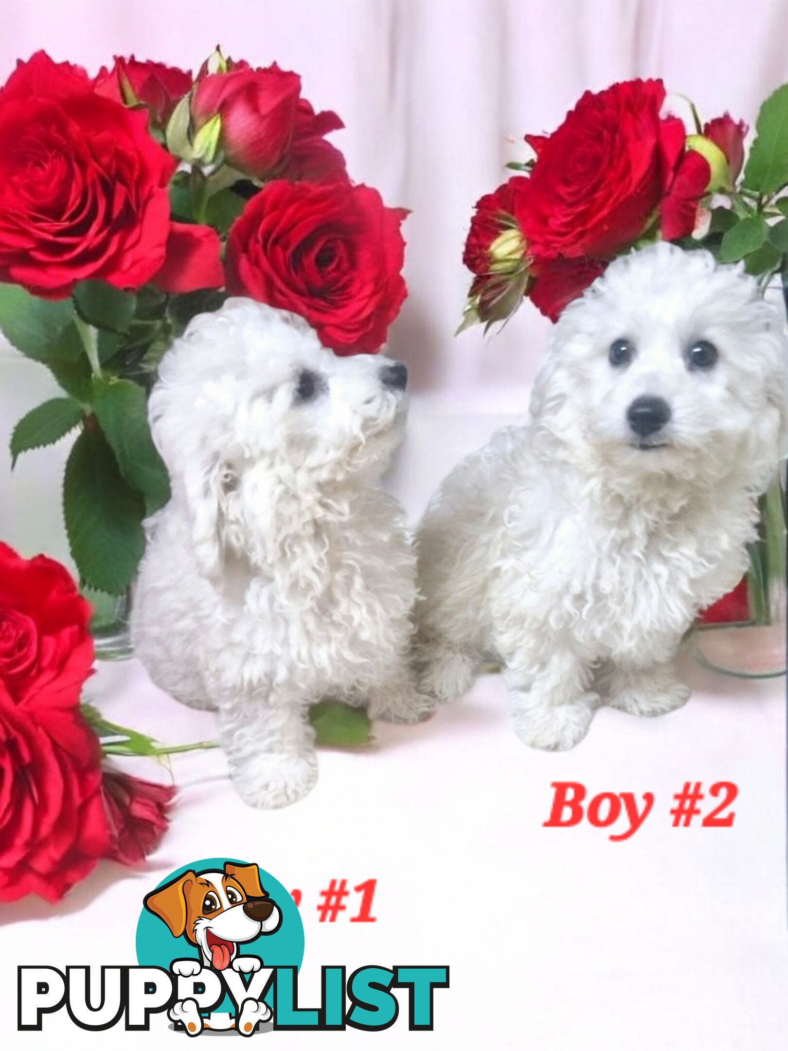 ADORABLE PUREBRED BICHON FRISE PUPPIES