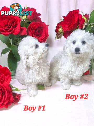 ADORABLE PUREBRED BICHON FRISE PUPPIES