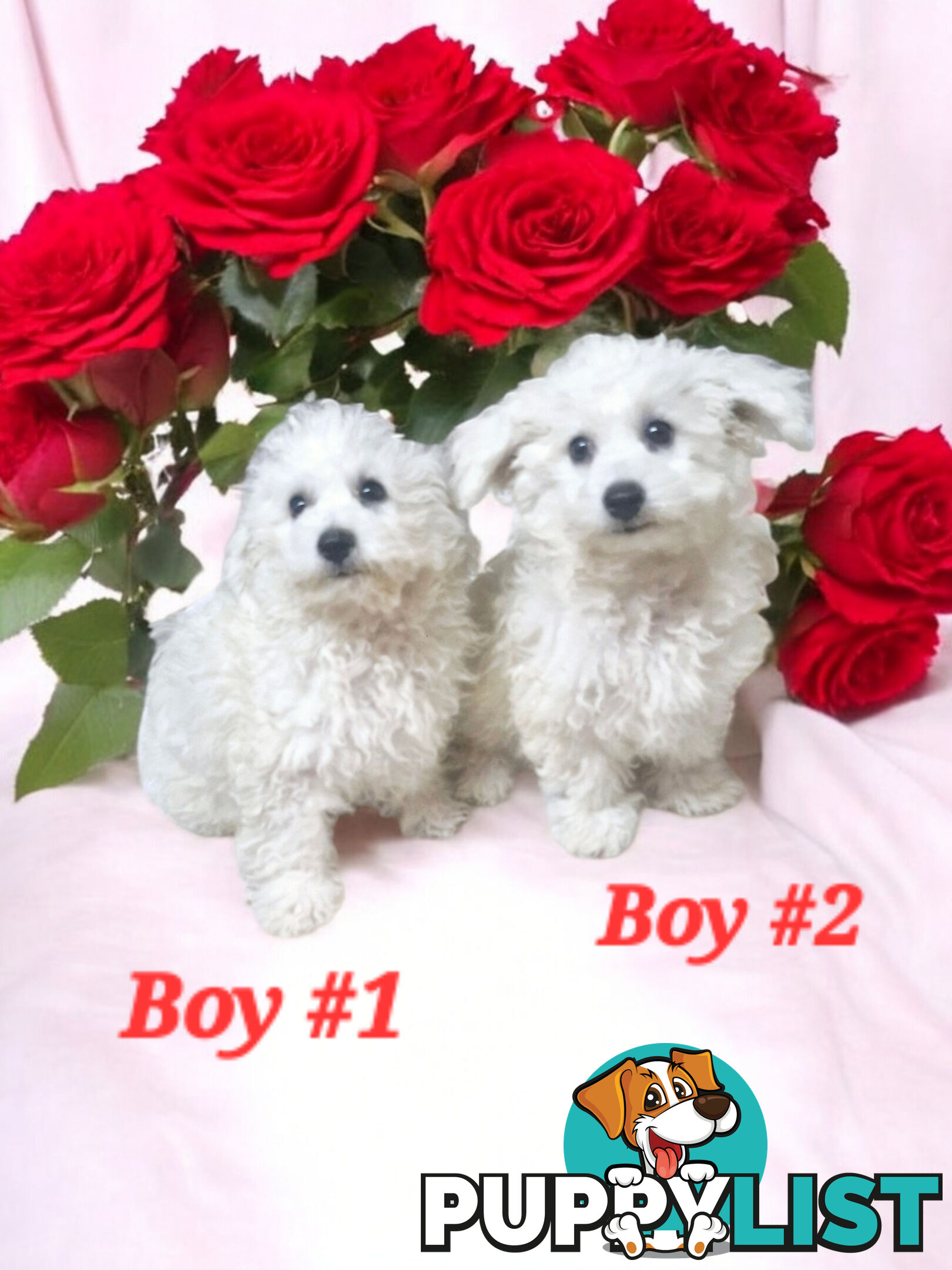 ADORABLE PUREBRED BICHON FRISE PUPPIES