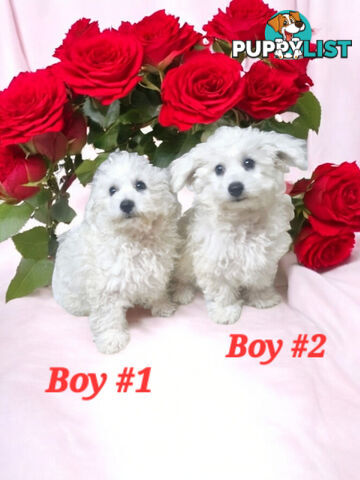 ADORABLE PUREBRED BICHON FRISE PUPPIES