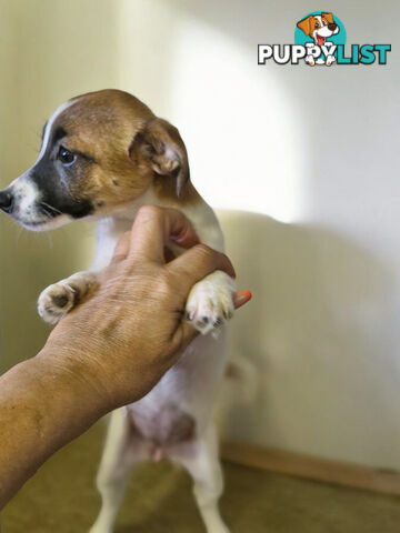 Jack Russell Puppies Super Cute 