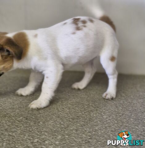 Jack Russell Puppies Super Cute 