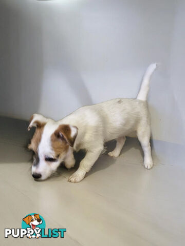 LAST STUNNING PUREBRED JACK RUSSELL GIRL