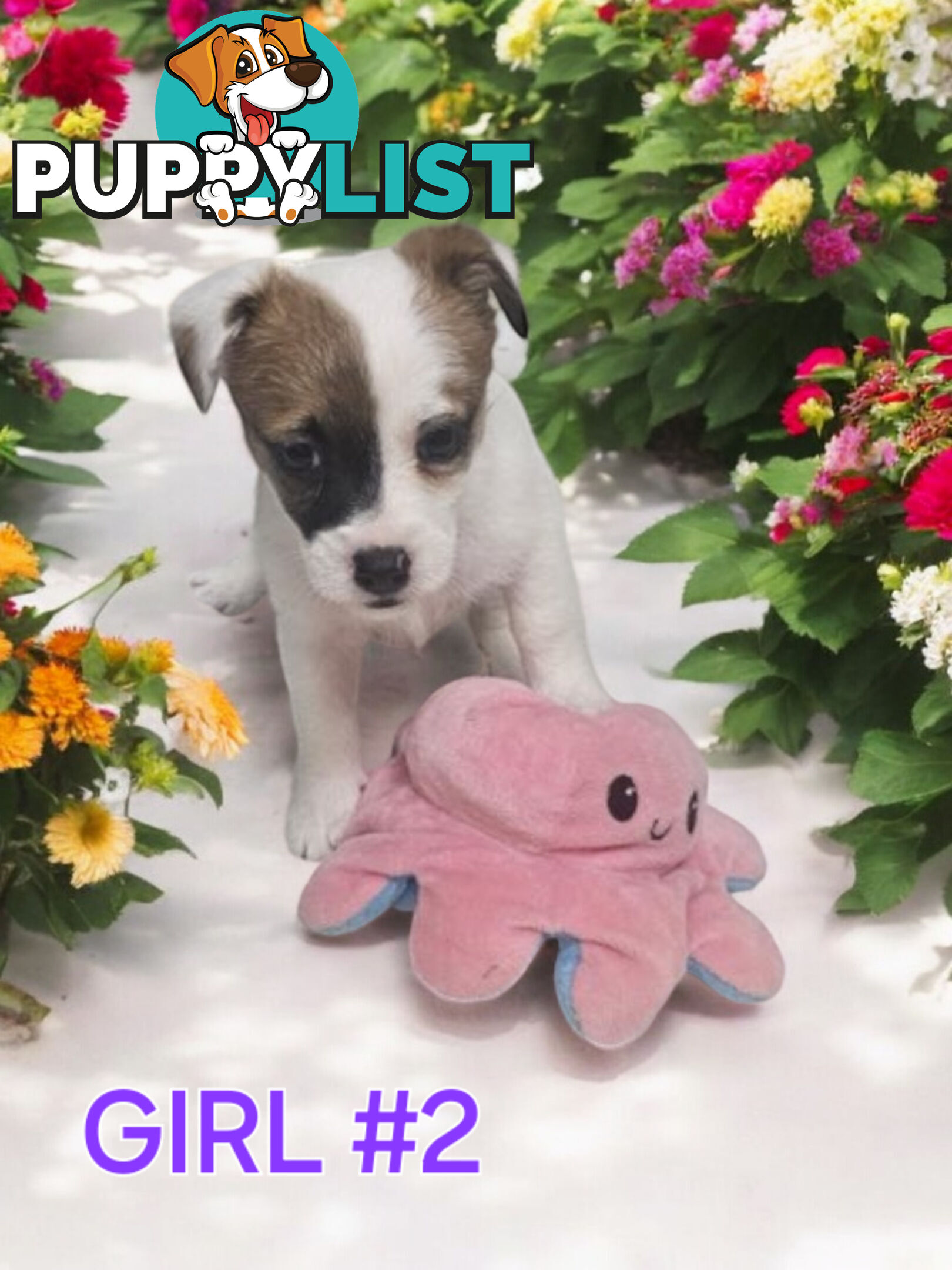 Jack Russell Puppies Super Cute 