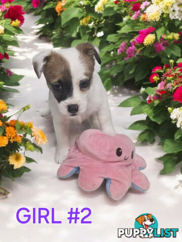 Jack Russell Puppies Super Cute 