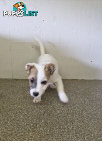 LAST STUNNING PUREBRED JACK RUSSELL GIRL