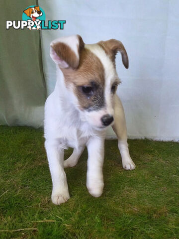 LAST STUNNING PUREBRED JACK RUSSELL GIRL