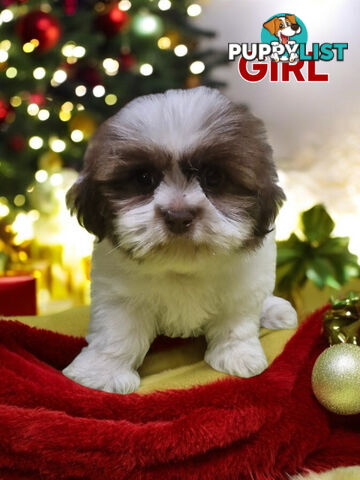 GORGEOUS FLUFFY  MALTESE X SHIHTZU PUPPIES  