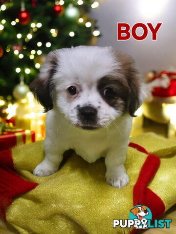 GORGEOUS FLUFFY  MALTESE X SHIHTZU PUPPIES  