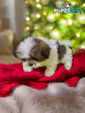 GORGEOUS FLUFFY  MALTESE X SHIHTZU PUPPIES  