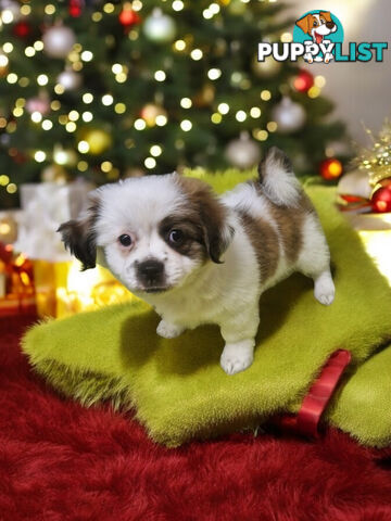 GORGEOUS FLUFFY  MALTESE X SHIHTZU PUPPIES  