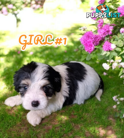 ADORABLE MALTELIER PUPPIES