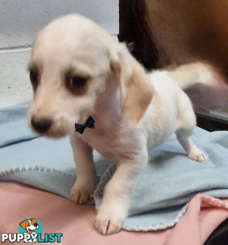 BEAUTIFUL PLAYFUL DOXIE PUPPIES