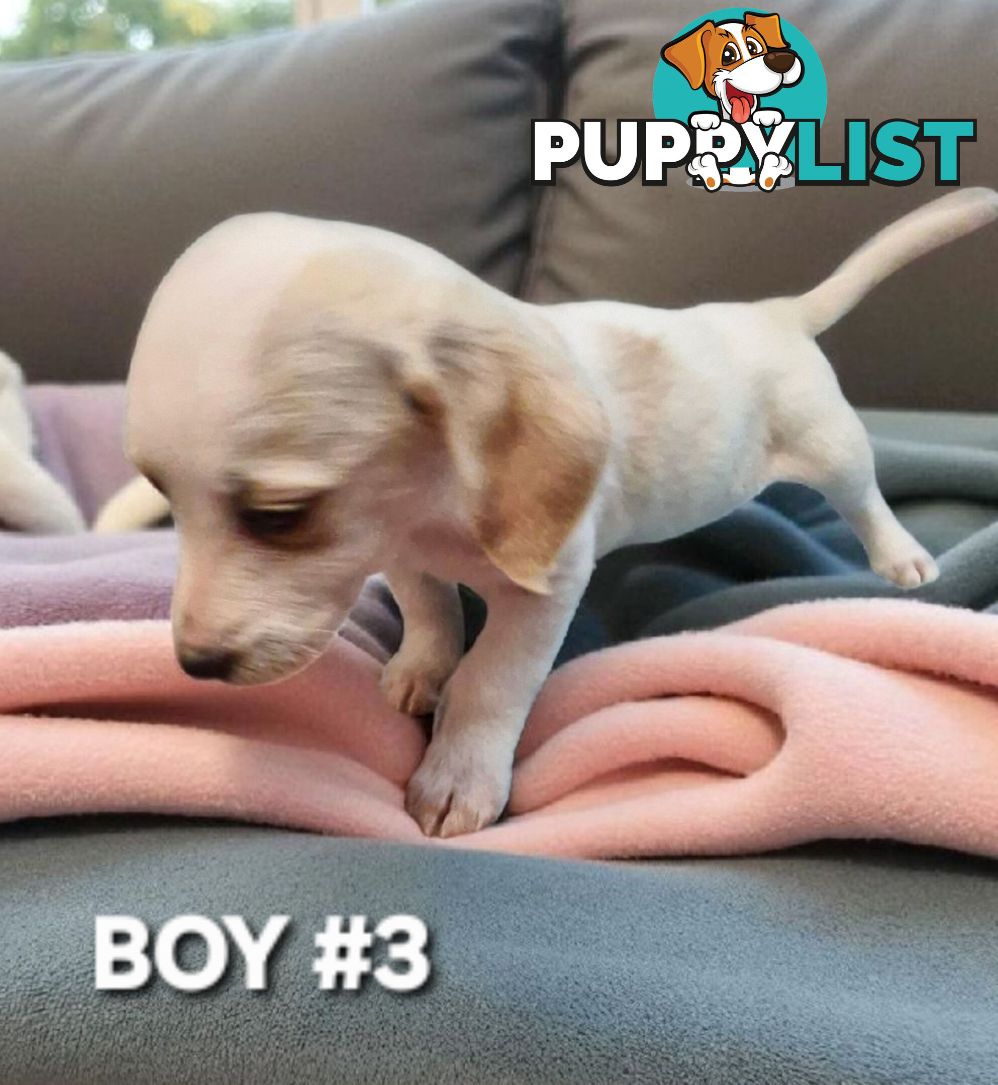 BEAUTIFUL PLAYFUL DOXIE PUPPIES