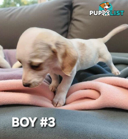 BEAUTIFUL PLAYFUL DOXIE PUPPIES