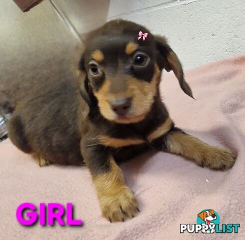 BEAUTIFUL PLAYFUL DOXIE PUPPIES