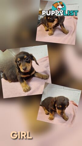BEAUTIFUL PLAYFUL DOXIE PUPPIES