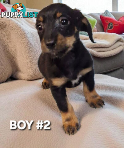 BEAUTIFUL PLAYFUL DOXIE PUPPIES