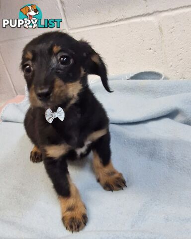 BEAUTIFUL PLAYFUL DOXIE PUPPIES
