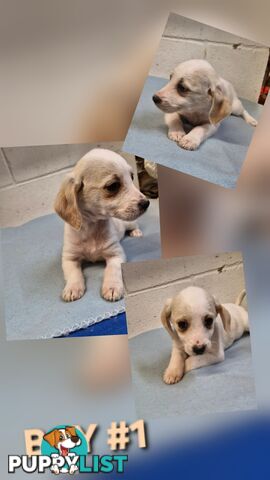 BEAUTIFUL PLAYFUL DOXIE PUPPIES