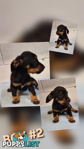 BEAUTIFUL PLAYFUL DOXIE PUPPIES
