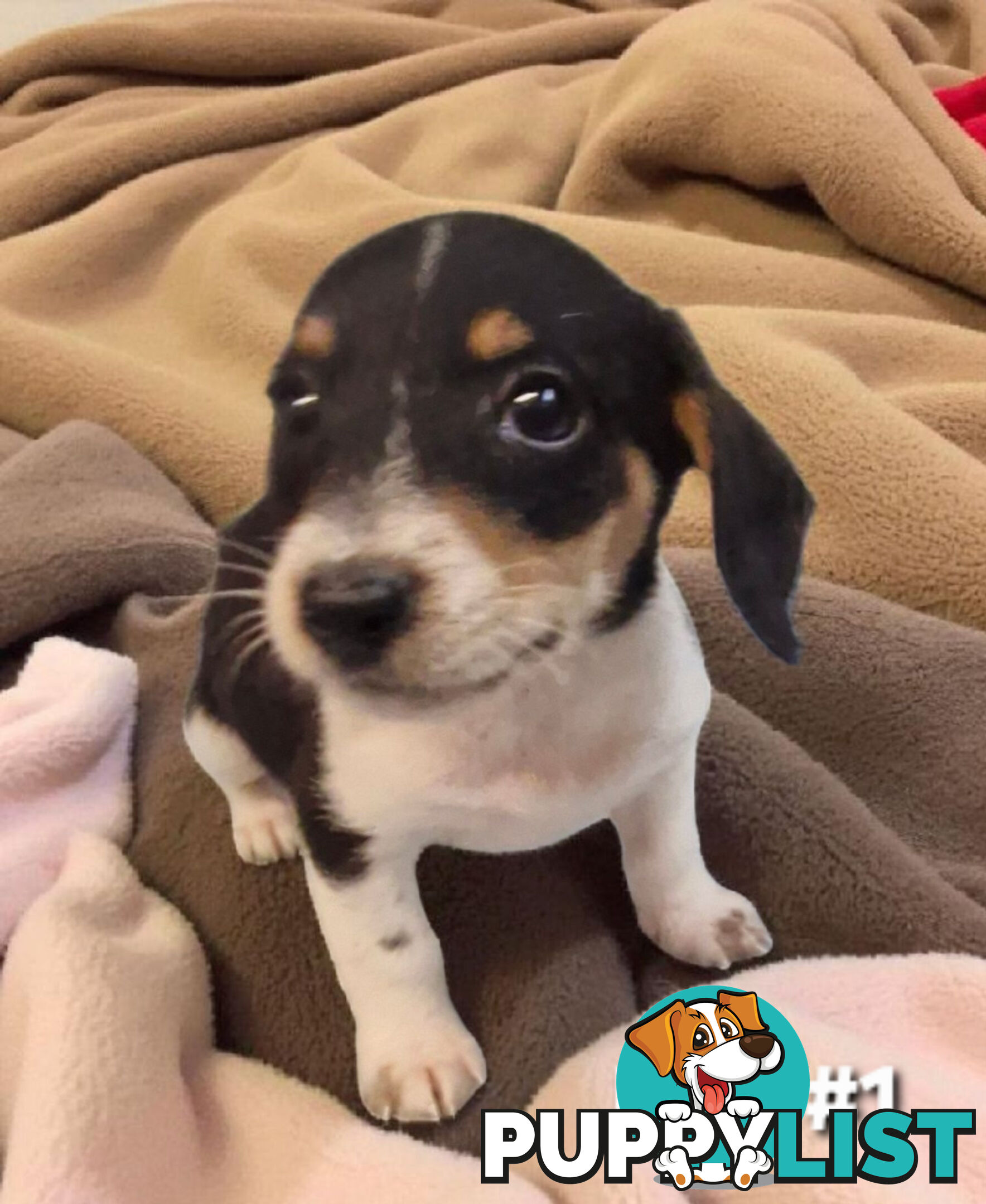 BEAUTIFUL PLAYFUL DOXIE PUPPIES
