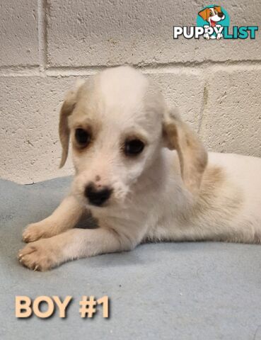 BEAUTIFUL PLAYFUL DOXIE PUPPIES