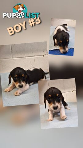 BEAUTIFUL PLAYFUL DOXIE PUPPIES