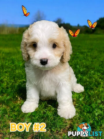 SIMPLY STUNNING RUBY AND BLENHEIM CAVOODLE PUPPIES 