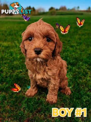 SIMPLY STUNNING RUBY AND BLENHEIM CAVOODLE PUPPIES 