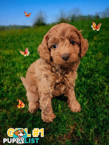 SIMPLY STUNNING RUBY AND BLENHEIM CAVOODLE PUPPIES 