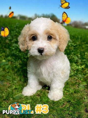 SIMPLY STUNNING RUBY AND BLENHEIM CAVOODLE PUPPIES 