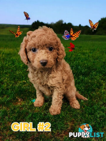 SIMPLY STUNNING RUBY AND BLENHEIM CAVOODLE PUPPIES 