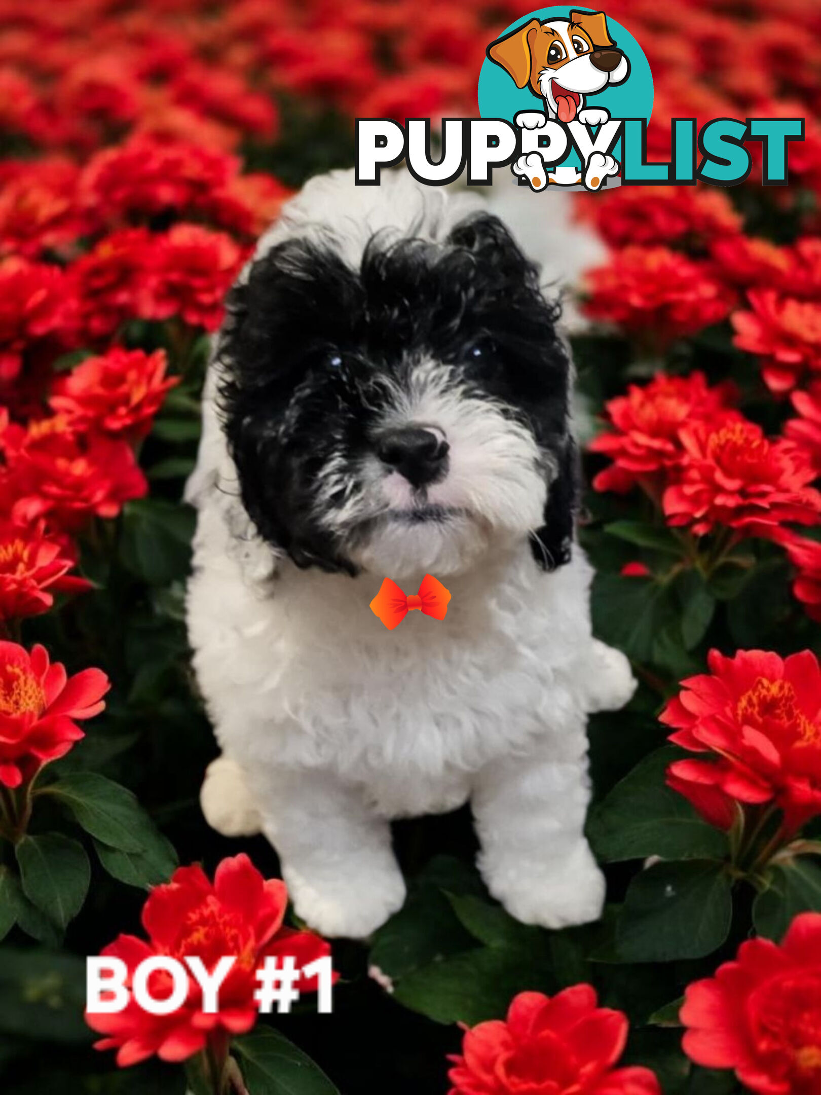 GORGEOUS CAVOODLE PUPPIES 