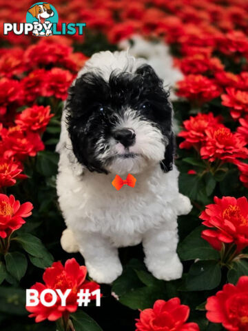 GORGEOUS CAVOODLE PUPPIES 