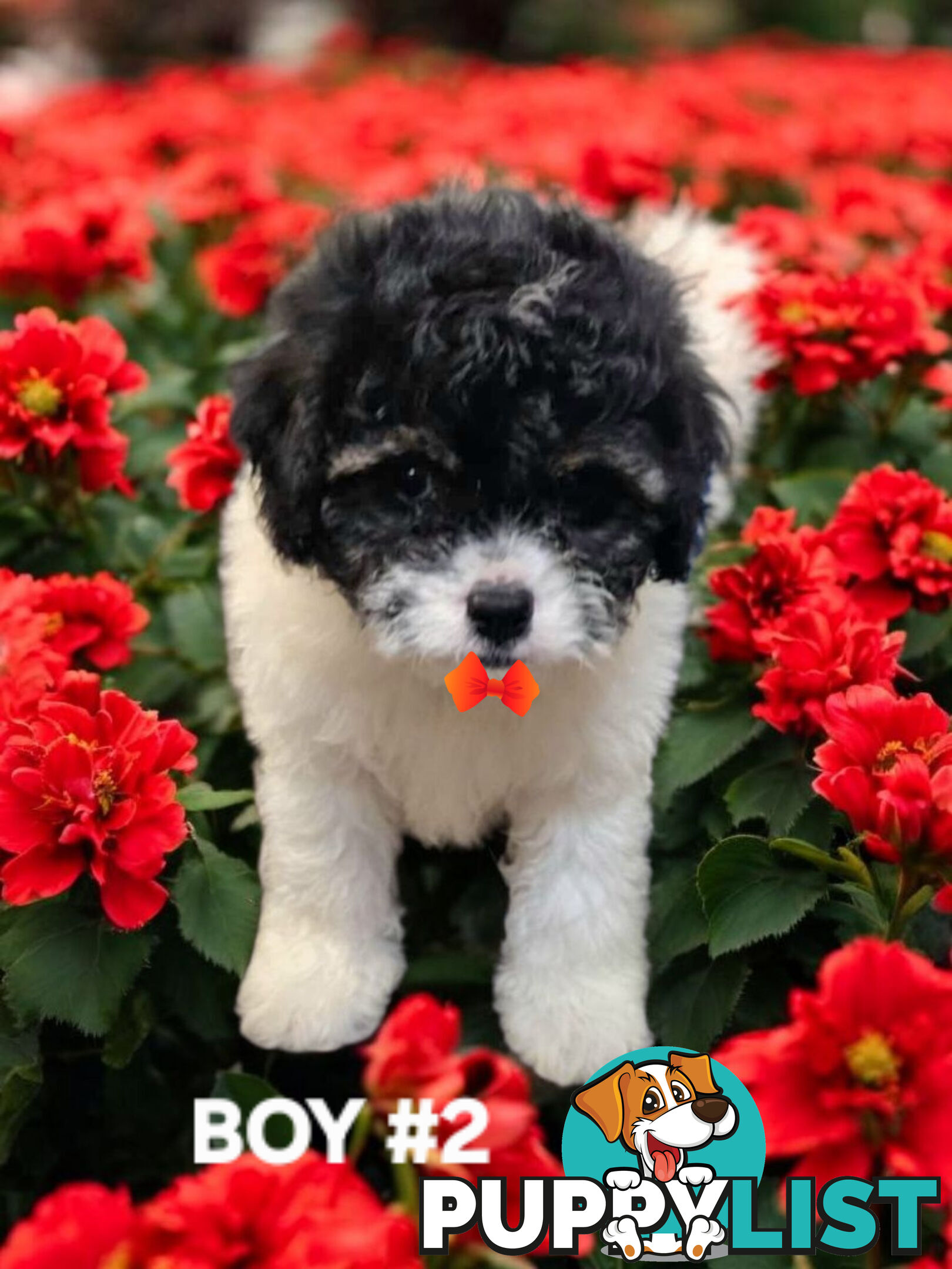 GORGEOUS CAVOODLE PUPPIES 