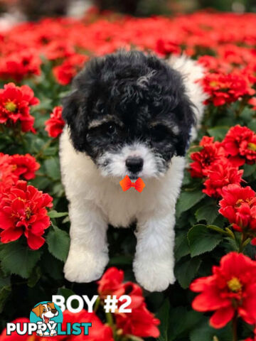 GORGEOUS CAVOODLE PUPPIES 