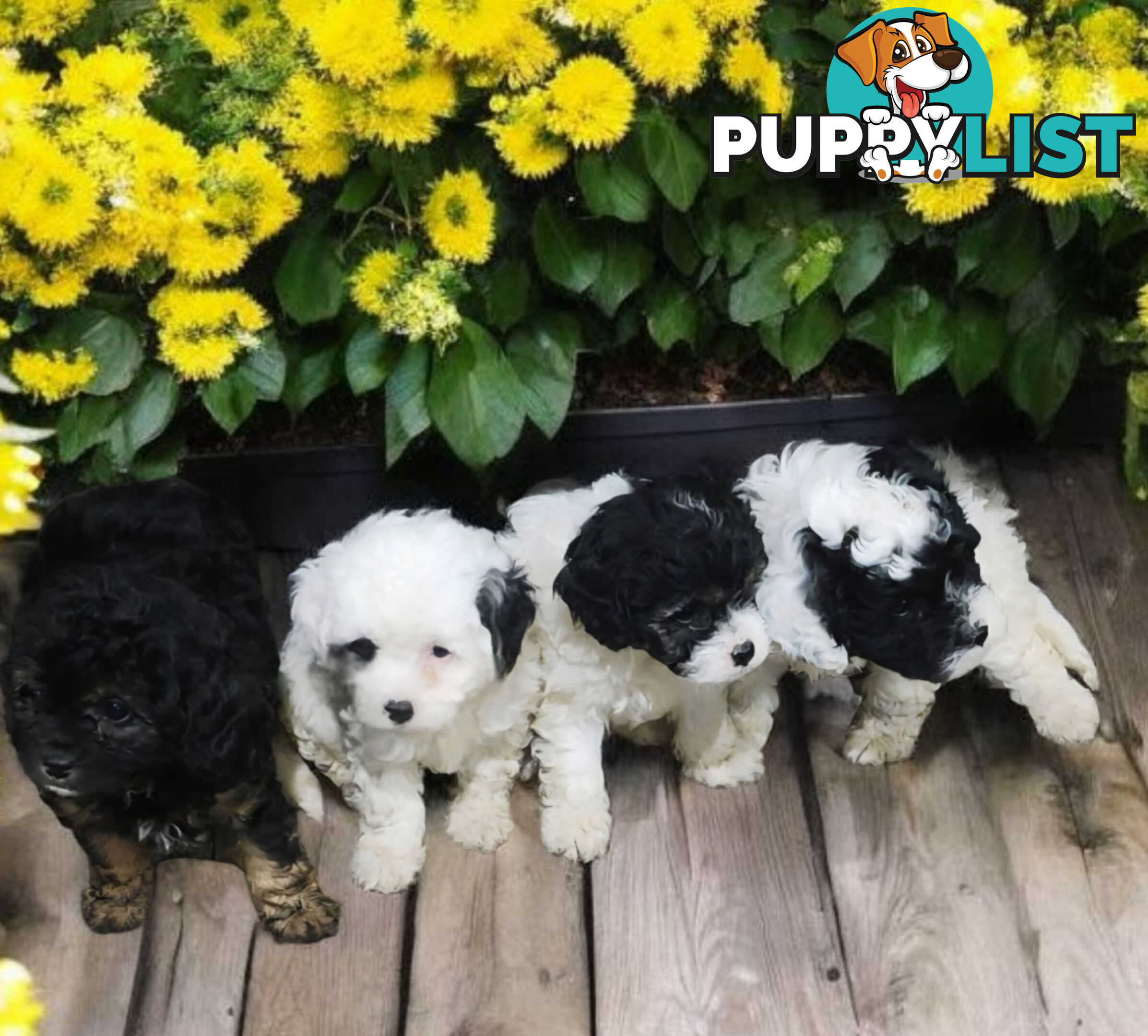 GORGEOUS TOY CAVOODLE PUPPIES 