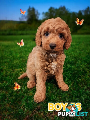 SIMPLY STUNNING RUBY AND BLENHEIM CAVOODLE PUPPIES 