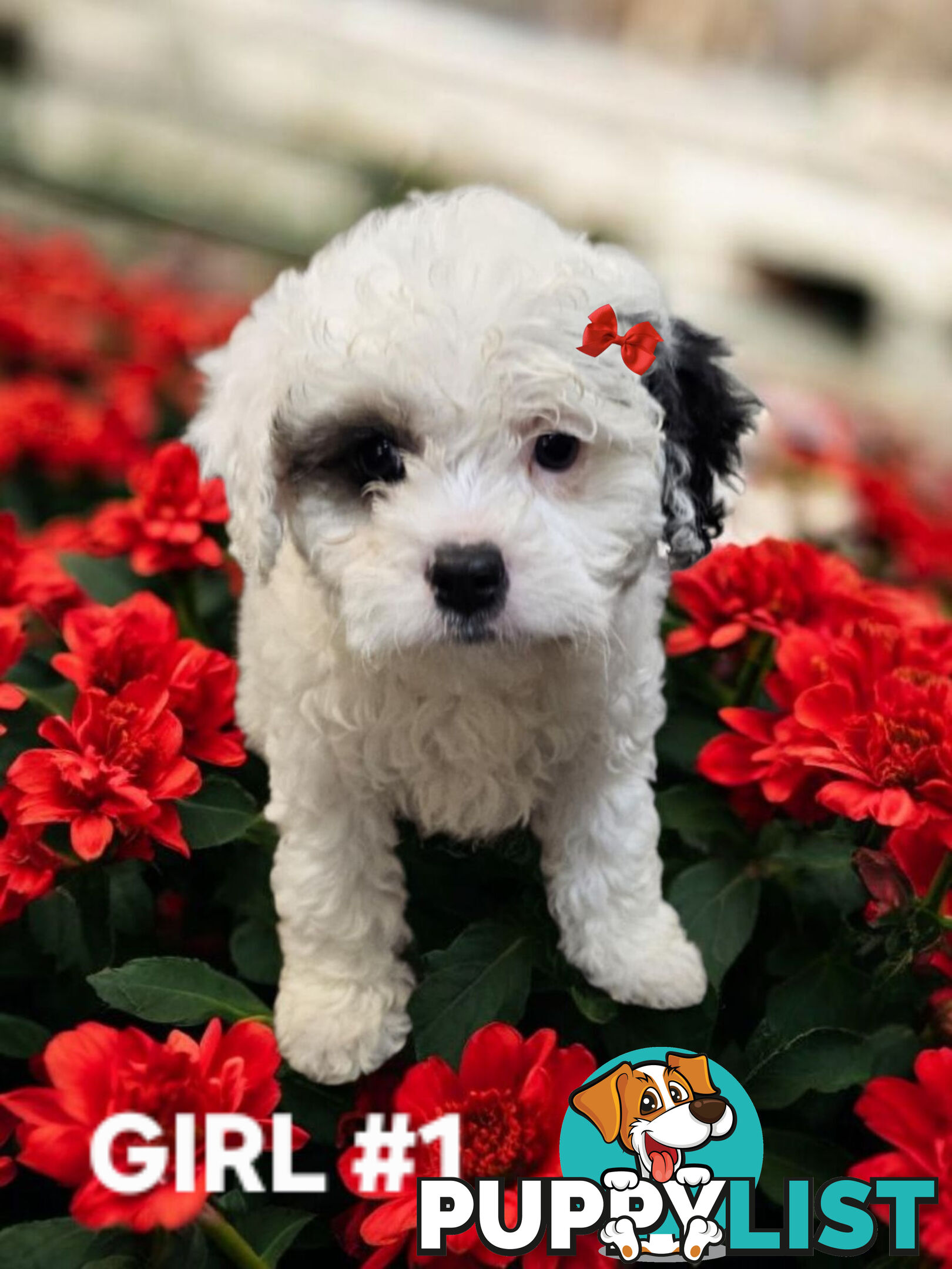 GORGEOUS CAVOODLE PUPPIES 