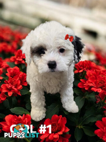 GORGEOUS CAVOODLE PUPPIES 