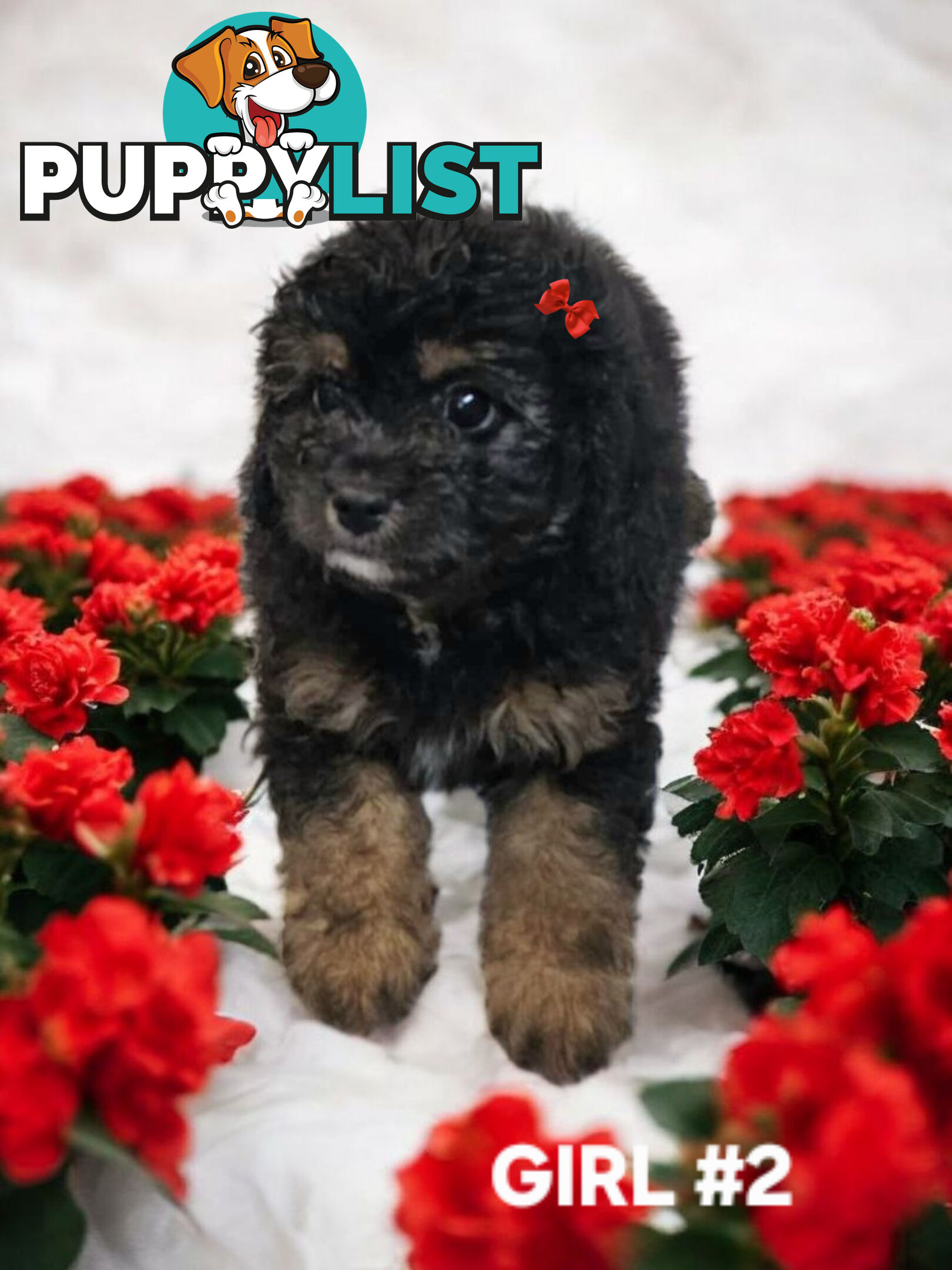 GORGEOUS CAVOODLE PUPPIES 