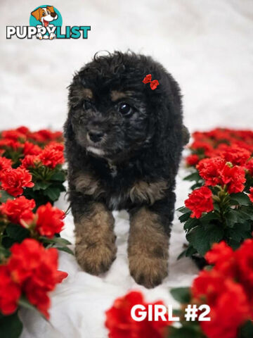 GORGEOUS CAVOODLE PUPPIES 