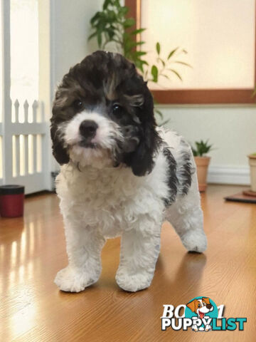 GORGEOUS TOY CAVOODLE PUPPIES 